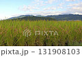 Rice fields, rice ears, autumn harvest 131908103