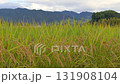 Rice fields, rice ears, autumn harvest 131908104