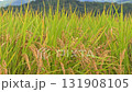 Rice fields, rice ears, autumn harvest 131908105