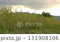 Rice fields, rice ears, autumn harvest 131908106