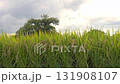 Rice fields, rice ears, autumn harvest 131908107