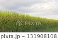Rice fields, rice ears, autumn harvest 131908108