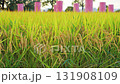 Rice fields, rice ears, autumn harvest 131908109