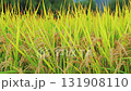 Rice fields, rice ears, autumn harvest 131908110
