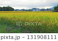 Rice fields, rice ears, autumn harvest 131908111