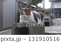 Cat  131910516