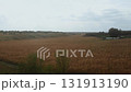 A view from a train window of nature in motion, a large field with a harvest of wheat grain in autumn. A sky with clouds in the background. Copy space for text, countryside 131913190