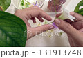 Hands arranging white and purple flowers on a layer of silica granules within a plastic container showing the process of drying and preserving seasonal floral blooms, springtime craft project 131913748