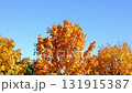 The vibrant and colorful autumn leaves are beautifully showcased against a clear blue sky 131915387
