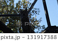 Large Lynxes at the zoo in autumn 131917388