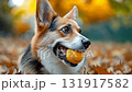 Corgi enjoys a sunny day outdoors with a bright orange ball among fall leaves 131917582
