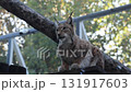 Large Lynxes at the zoo in autumn 131917603