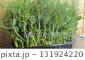 Fresh microgreens growing in a white pot on a windowsill in sunlight 131924220