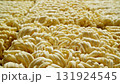 Instant noodles. Row of dehydrated ramen noodles, ready to be cooked. 131924545