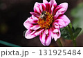 Bees on a flower at Buchart gardens, Victoria, Vancouver island,  Canada  131925484