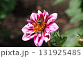 Bees on a flower at Buchart gardens, Victoria, Vancouver island,  Canada  131925485