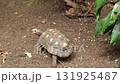 Tortoise at Buchart gardens, Victoria, Vancouver island,  Canada  131925487