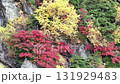 観光名所立山黒部アルペンルートの秋の山の紅葉の風景 131929483