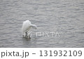 湖面で羽を休めるシラサギ 131932109