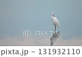 湖面で羽を休めるシラサギ 131932110