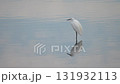 湖面で羽を休めるシラサギ 131932113