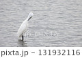 湖面で羽を休めるシラサギ 131932116