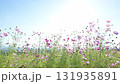 秋の花コスモスが咲き誇る夕暮れに映える色とりどりの秋桜 131935891