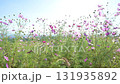秋の花コスモスが咲き誇る夕暮れに映える色とりどりの秋桜 131935892