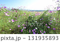 秋の花コスモスが咲き誇る夕暮れに映える色とりどりの秋桜 131935893