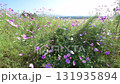 秋の花コスモスが咲き誇る夕暮れに映える色とりどりの秋桜 131935894