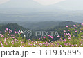 秋の花コスモスが咲き誇る夕暮れに映える色とりどりの秋桜 131935895