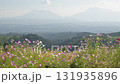 秋の花コスモスが咲き誇る夕暮れに映える色とりどりの秋桜 131935896
