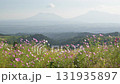 秋の花コスモスが咲き誇る夕暮れに映える色とりどりの秋桜 131935897