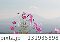 秋の花コスモスが咲き誇る夕暮れに映える色とりどりの秋桜 131935898
