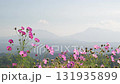 秋の花コスモスが咲き誇る夕暮れに映える色とりどりの秋桜 131935899
