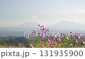 秋の花コスモスが咲き誇る夕暮れに映える色とりどりの秋桜 131935900