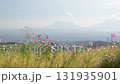 秋の花コスモスが咲き誇る夕暮れに映える色とりどりの秋桜 131935901