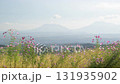 秋の花コスモスが咲き誇る夕暮れに映える色とりどりの秋桜 131935902