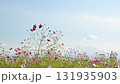 秋の花コスモスが咲き誇る夕暮れに映える色とりどりの秋桜 131935903