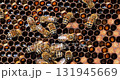 Honey Bees working on honeycomb close-up shot. Bees are best known to humans for their ecological roles as pollinators 131945669