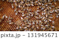 Honey Bees working on honeycomb close-up shot. Bees are best known to humans for their ecological roles as pollinators 131945671