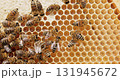 Honey Bees working on honeycomb close-up shot. Bees are best known to humans for their ecological roles as pollinators 131945672