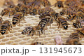 Honey Bees working on honeycomb close-up shot. Bees are best known to humans for their ecological roles as pollinators 131945673