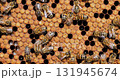 Honey Bees working on honeycomb close-up shot. Bees are best known to humans for their ecological roles as pollinators 131945674