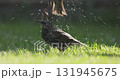 Starling escapes from the heat and swims. 131945675