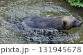 Wild wolverine. The wolverine, also referred to as the glutton, carcajou, or quickhatch. 131945678