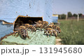 Honey bees fly near a beehive in a slow motion.Bees are best known to humans for their ecological roles as pollinators. Honey bees flying into wooden beehive. Shot on super slow motion camera 800fps 131945680