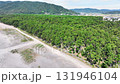 Drone aerial view of windbreak forest along the spectacular coastline of Enjugahama Beach in Nakaki, Wakayama Prefecture Drone aerial view of windbreak forest along the spectacular coastline of Enjugahama Beach in Nakaki, Wakayama Prefecture 131946104