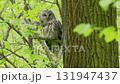 Ural owl Strix uralensis perched on tree branch in spring green forest. Owl turns his head and looks around 131947437