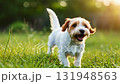 A happy dog running joyfully through a green field, enjoying a sunny day surrounded by nature. 131948563